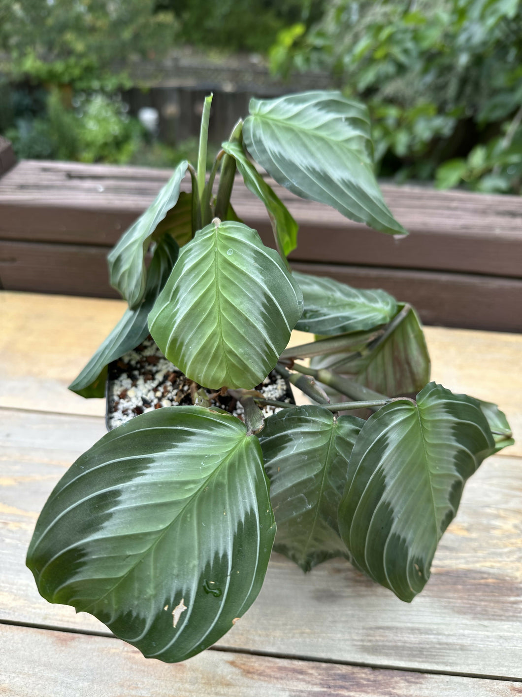 Maranta leuconeura 'Silver Band'