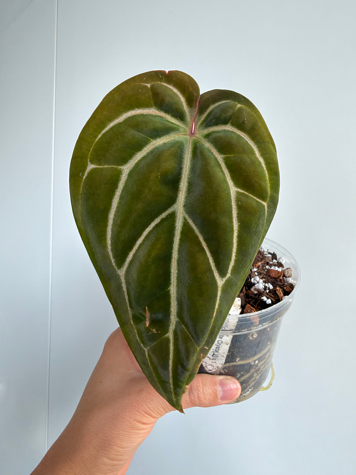 Anthurium Hybrid - A. Chocolate Crystal Wu 1 x besseae aff