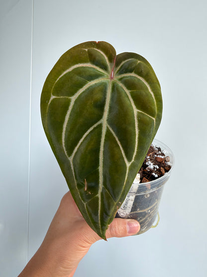 Anthurium Hybrid - A. Chocolate Crystal Wu 1 x besseae aff