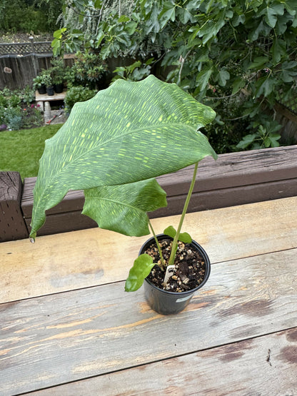 Calathea musaica 'Mosaic prayer plant’