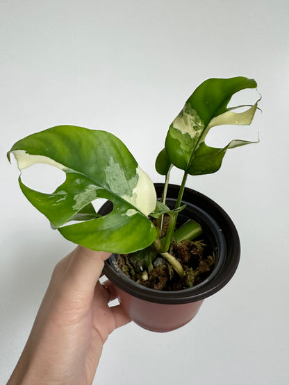 Rhaphidophora tetrasperma albo - 4" pot