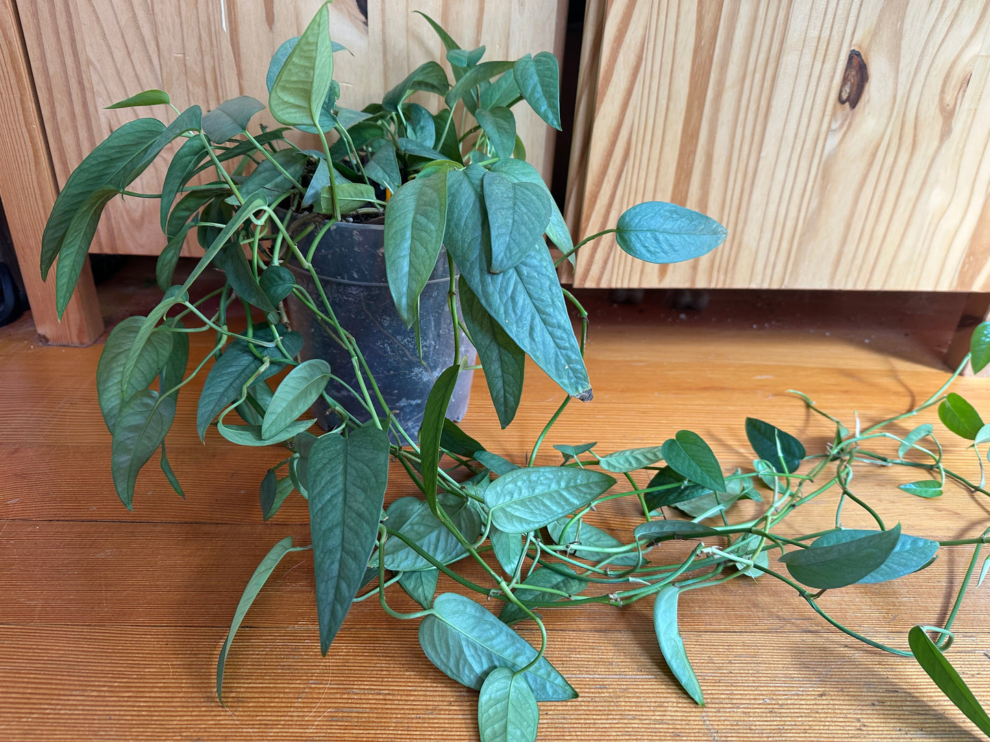 epipremnum pinnatum ‘cebu blue’ pothos