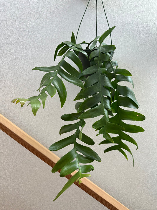 Shark Tooth Cactus (Selenicereus Chrysocardium) - 6” Hanging Basket