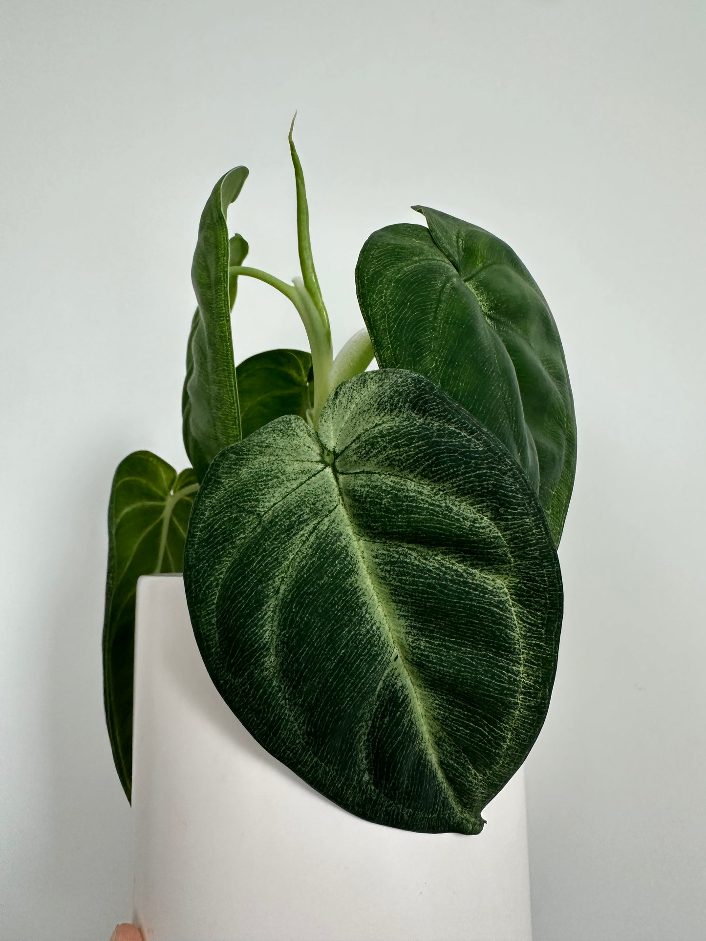 4" Syngonium Chiapense 'Frosted Heart'