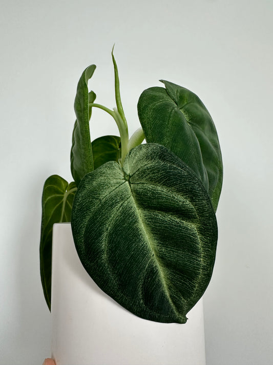 4" Syngonium Chiapense 'Frosted Heart'