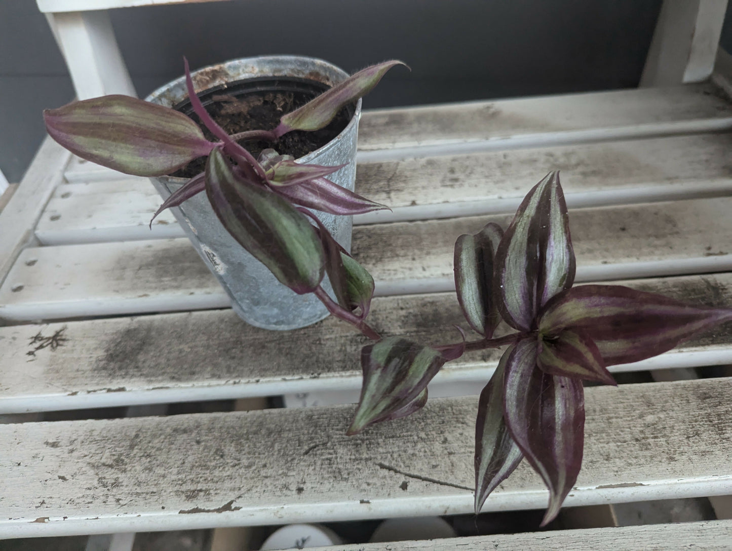 Tradescantia Zebrina/Wandering Jew/Inch Plant/Spiderwort/Dayflowe