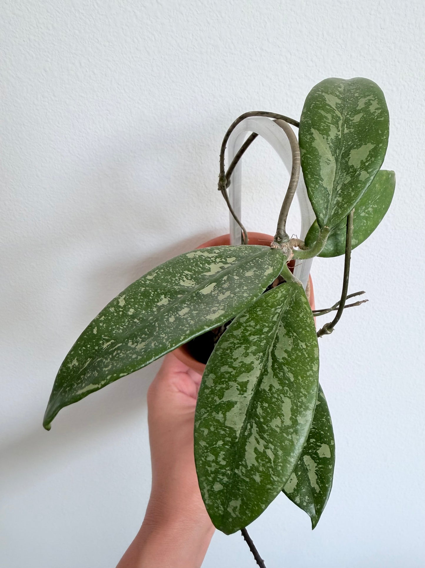 Hoya sp. Lai Chau