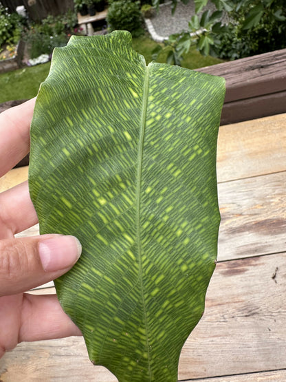 Calathea musaica 'Mosaic prayer plant’