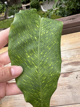 Load image into Gallery viewer, Calathea musaica &#39;Mosaic prayer plant’
