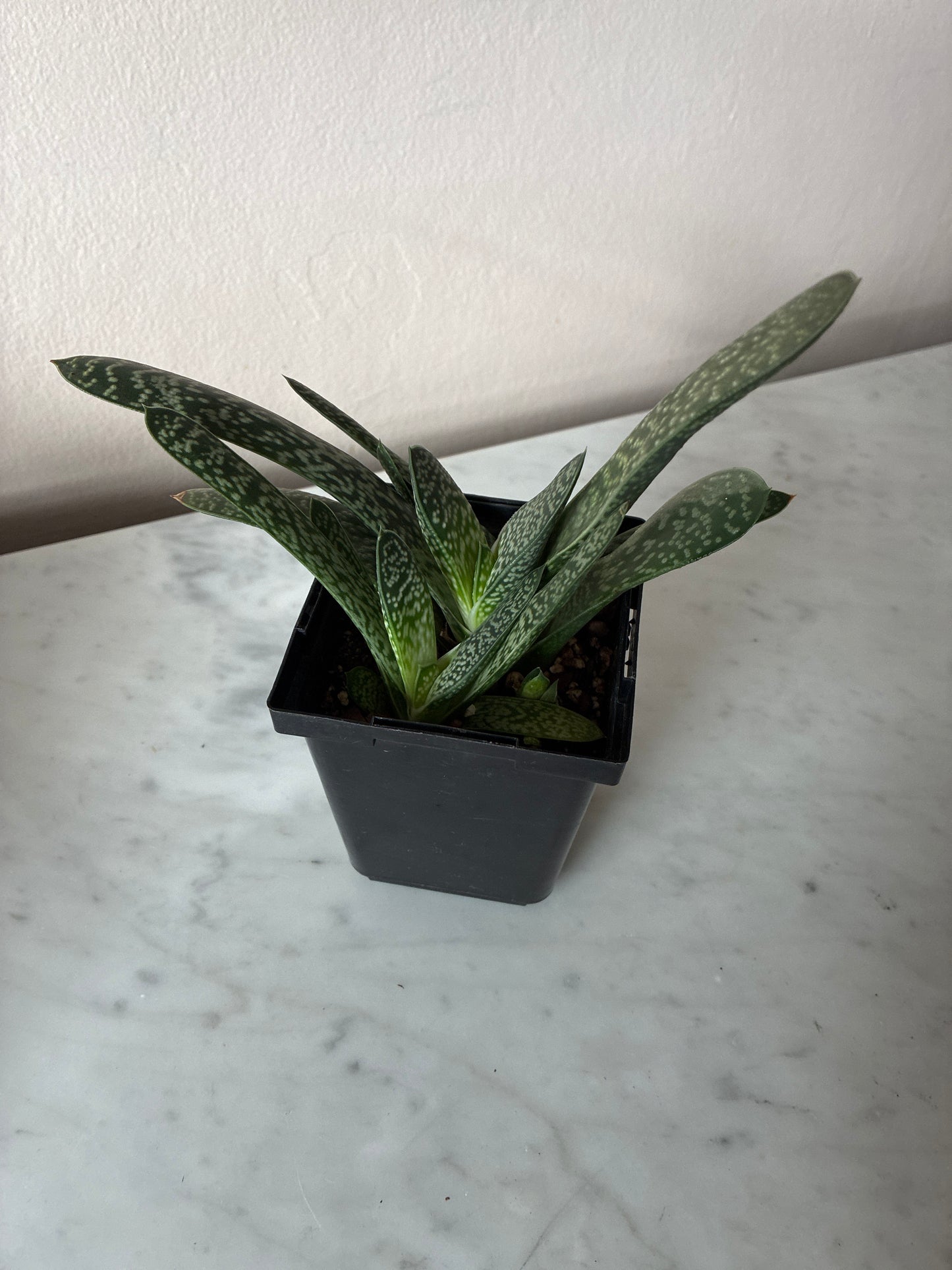 Gasteria Ox Toungue