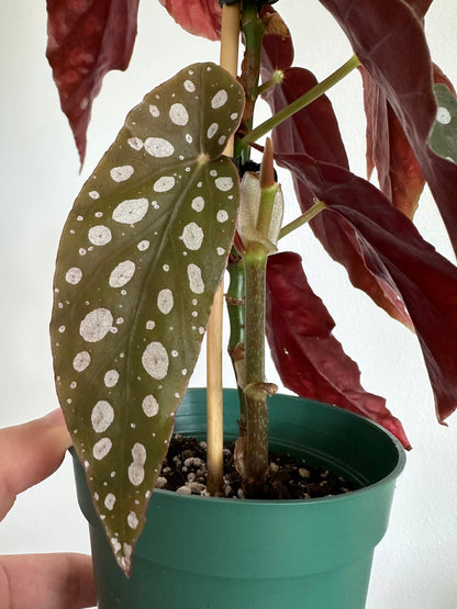 4" Begonia Maculata (Polka Dot Begonia)