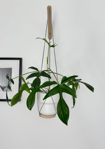 Philodendron ‘Glad Hands’