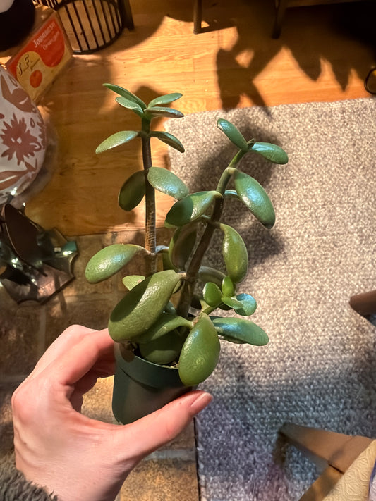 Crassula ovata ‘jade plant’