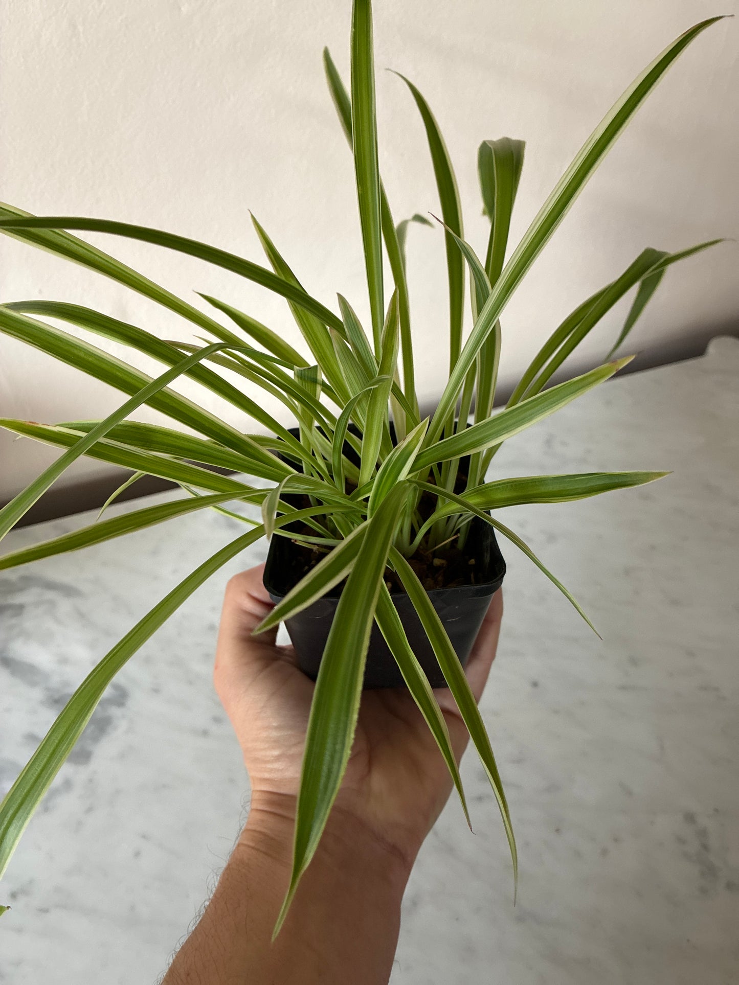Spider Plant - variegated