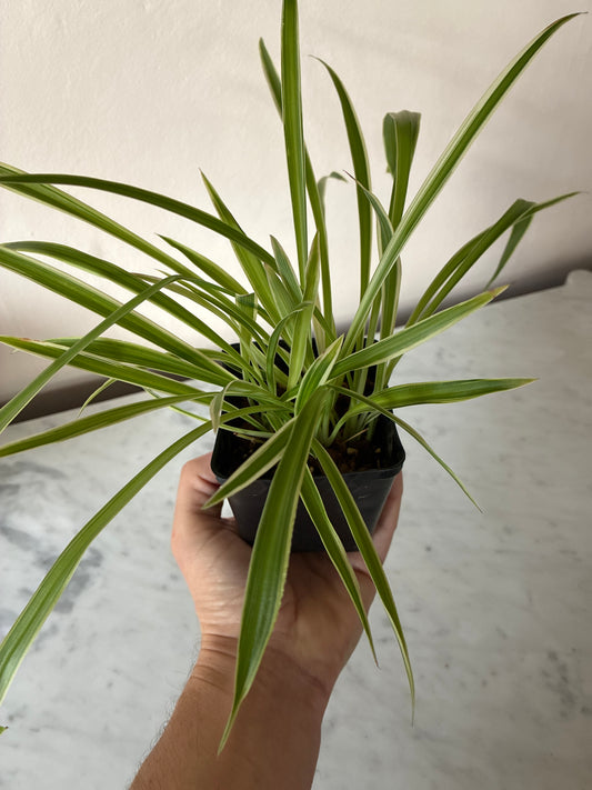 Spider Plant - variegated