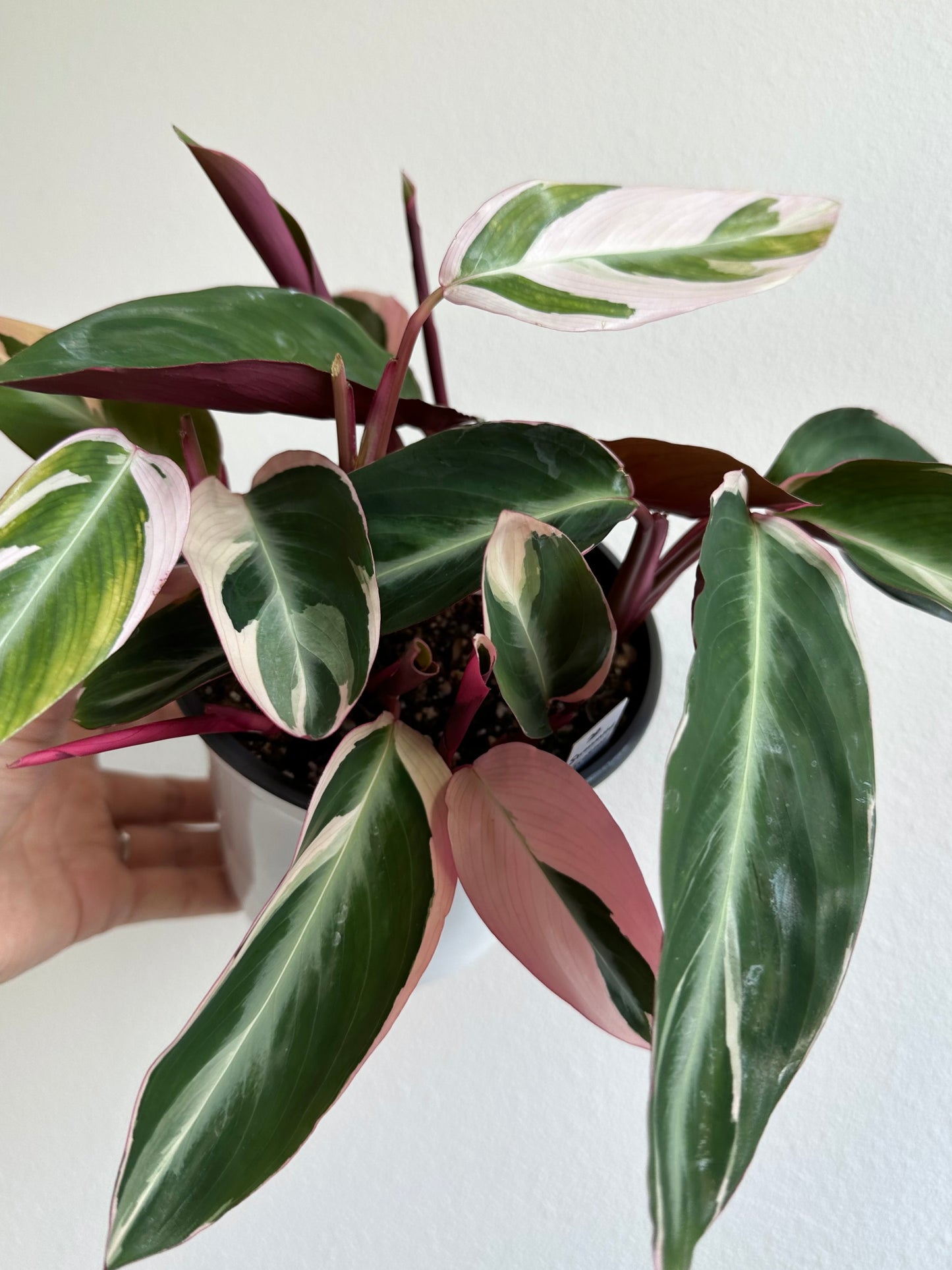 Stromanthe sanguinea 'Triostar' - 5"