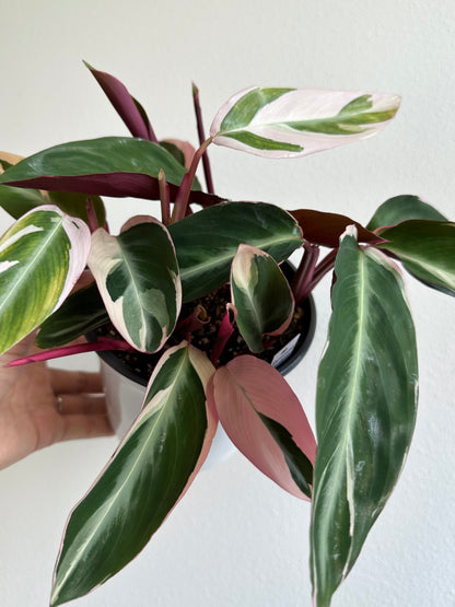 Stromanthe sanguinea 'Triostar' - 5"