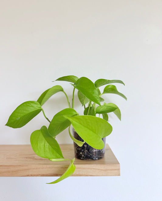4” Neon Pothos (Epipremnum aureum)