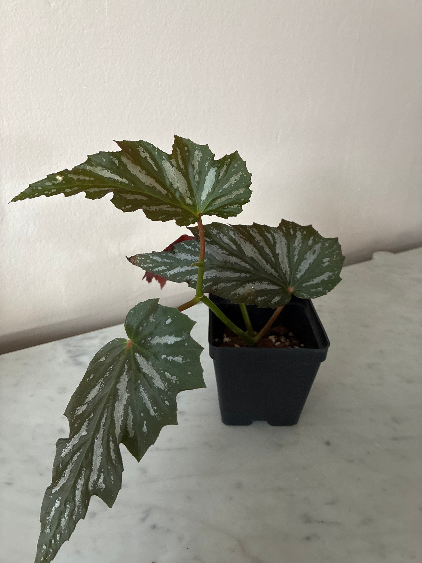 Begonia - Angel Wing