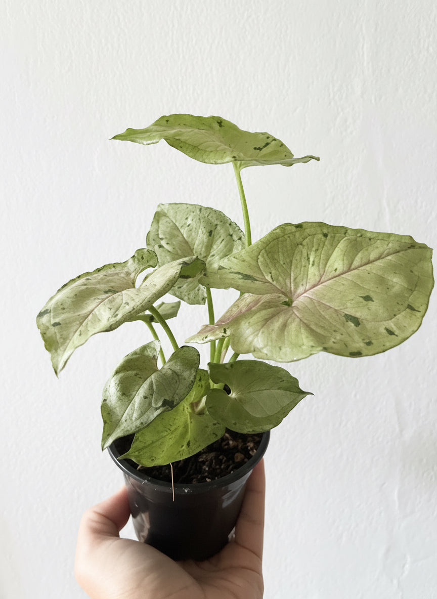 Syngonium Green Splash