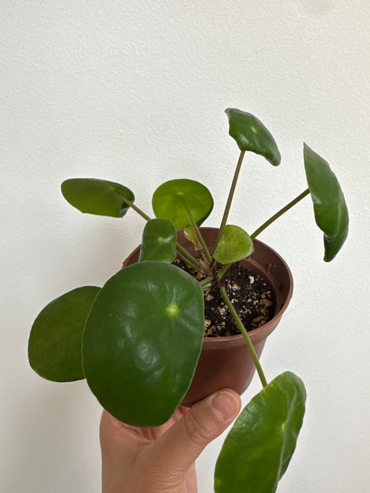 Pilea Peperomioides (Chinese Money Plant)