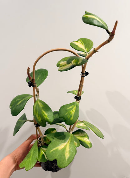 6” Hoya Kerii - Inner Variegated