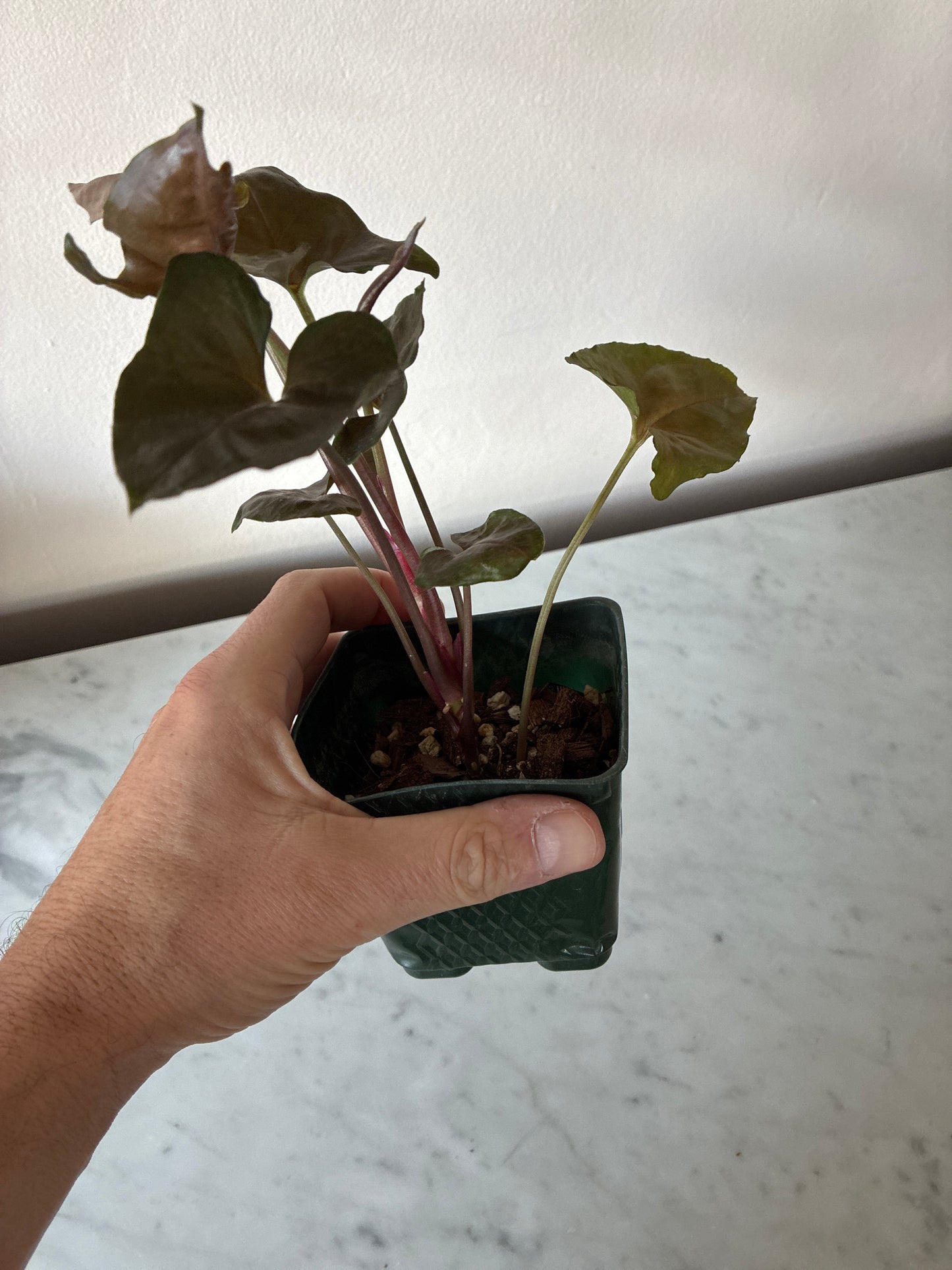 Syngonium Maria Allusion