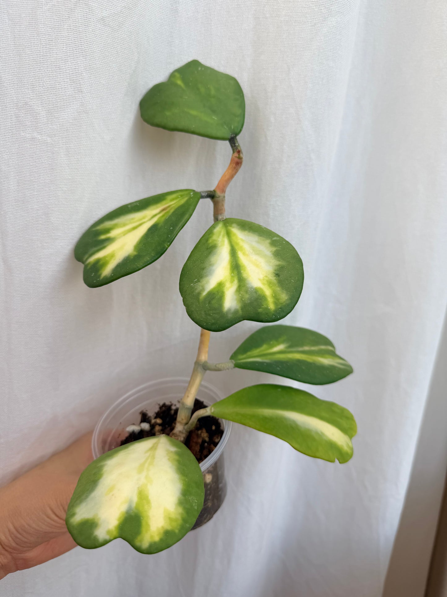 6” Hoya Kerii - Inner Variegated