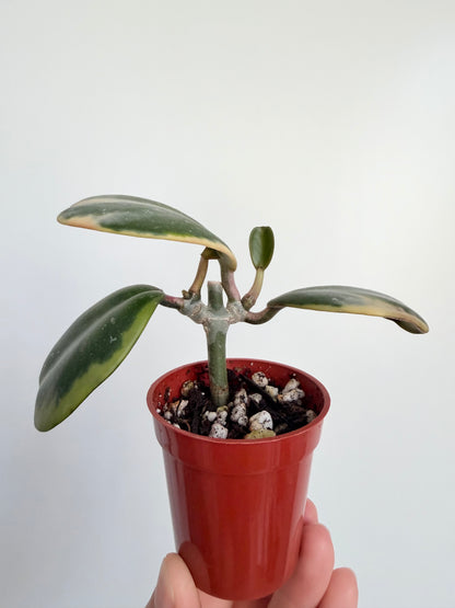2” Hoya Kerii - Outer Variegated
