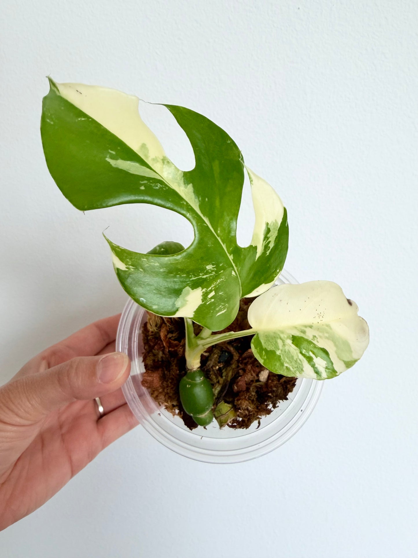 Rhaphidophora Tetrasperma Albo - 4" - Exact Plant!