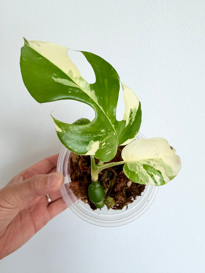 Rhaphidophora Tetrasperma Albo - 4" - Exact Plant!