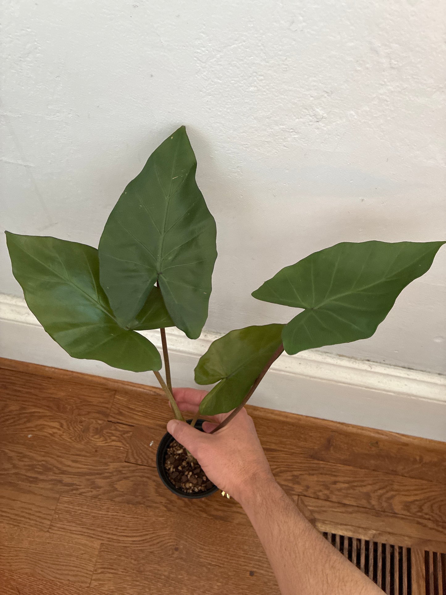 Alocasia
