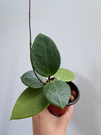 4” Hoya cv. Sweet Scent