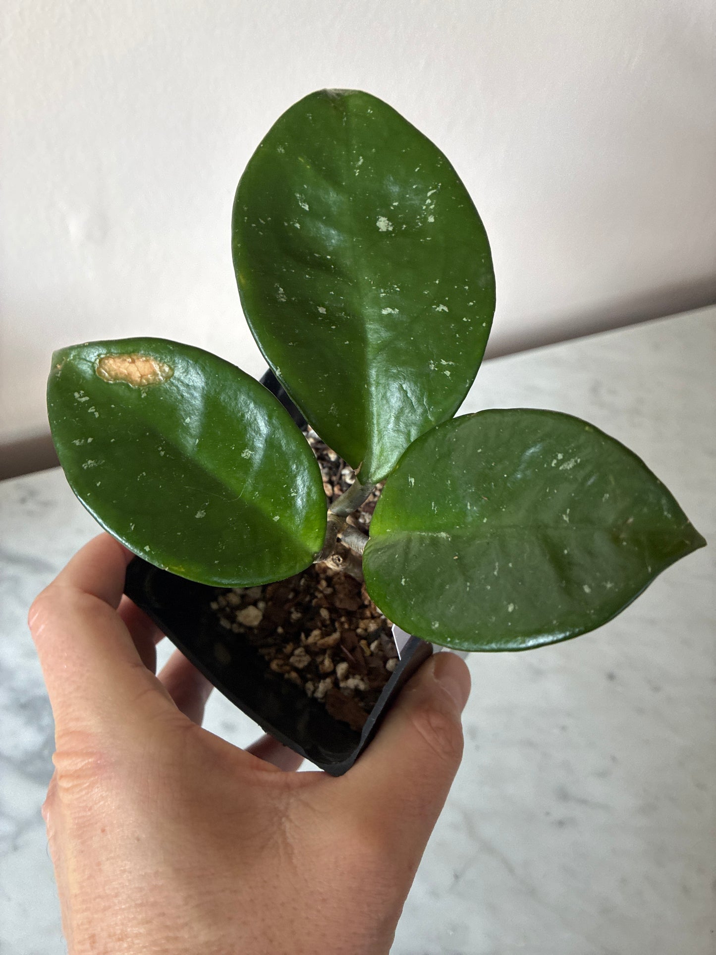 Hoya Carnosa Splash