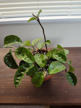 Load image into Gallery viewer, 4&quot; Hoya Carnosa &#39;Wax Plant&#39;
