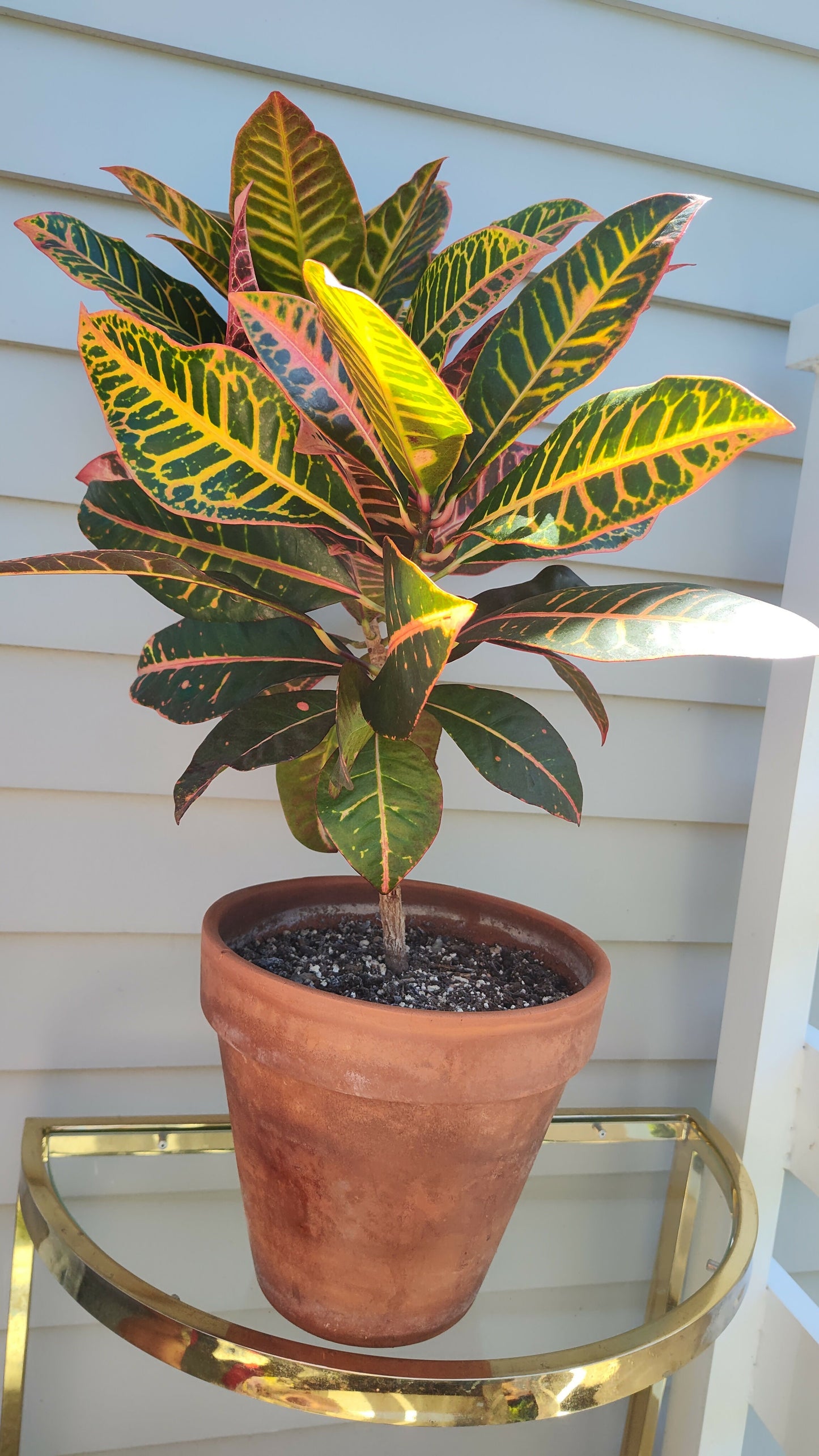 Codiaeum Variegation 'Croton Petra' 8"