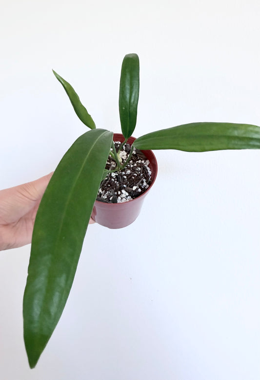 Anthurium 'Big Bill' - 4"