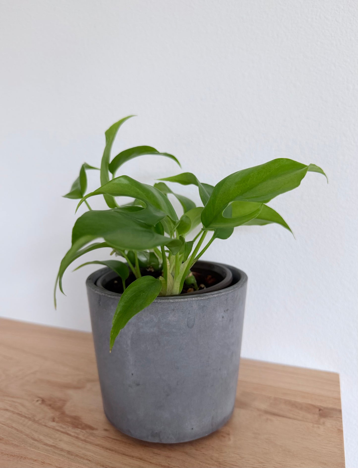 Rhaphidophora Tetrasperma (Mini Monstera)