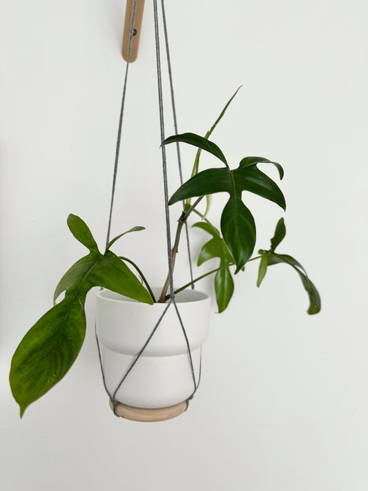 Philodendron ‘Glad Hands’