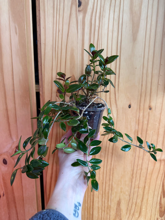 Nematanthus Wettsteinii "Goldfish plant"