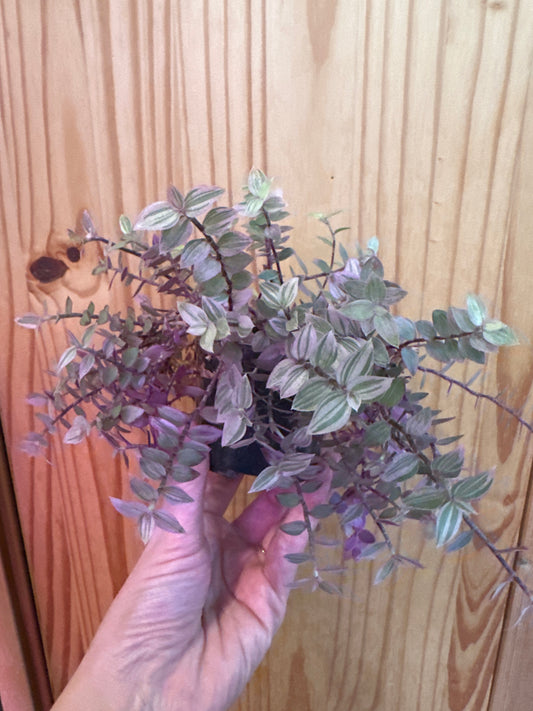 Callisia repens ’lady’