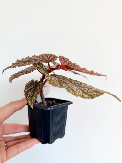 Begonia 'Pink Spot'