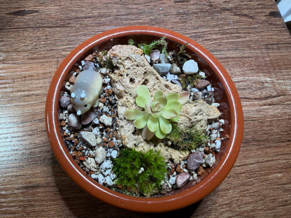 Mini “pingdom” Pinguicula xWeser