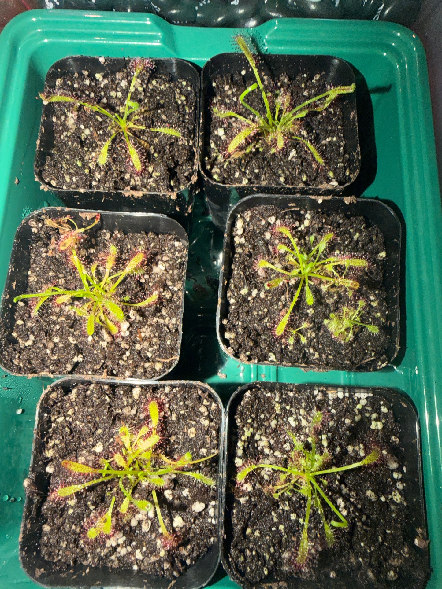 Baby cape sundew carnivorous plant 2” pot