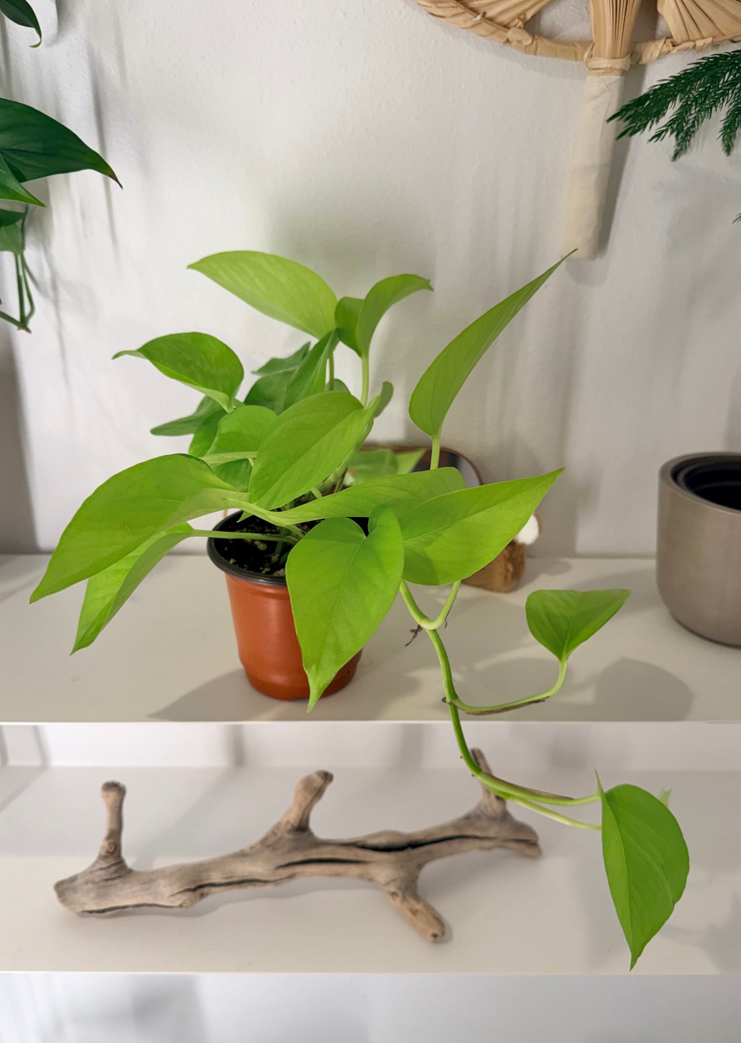 4” Neon Pothos (Epipremnum aureum)