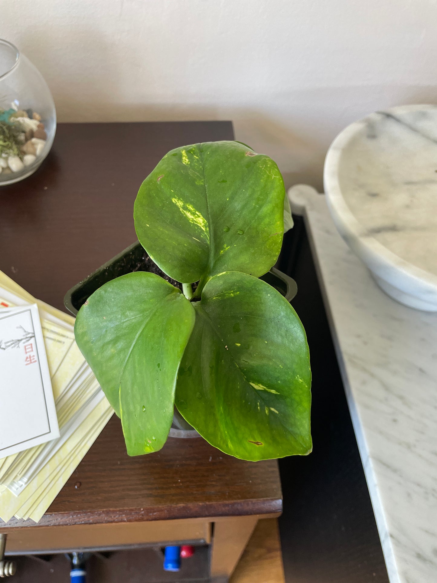 Goldon Pothos