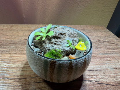 Mini “pingdom” Pinguicula xWeser