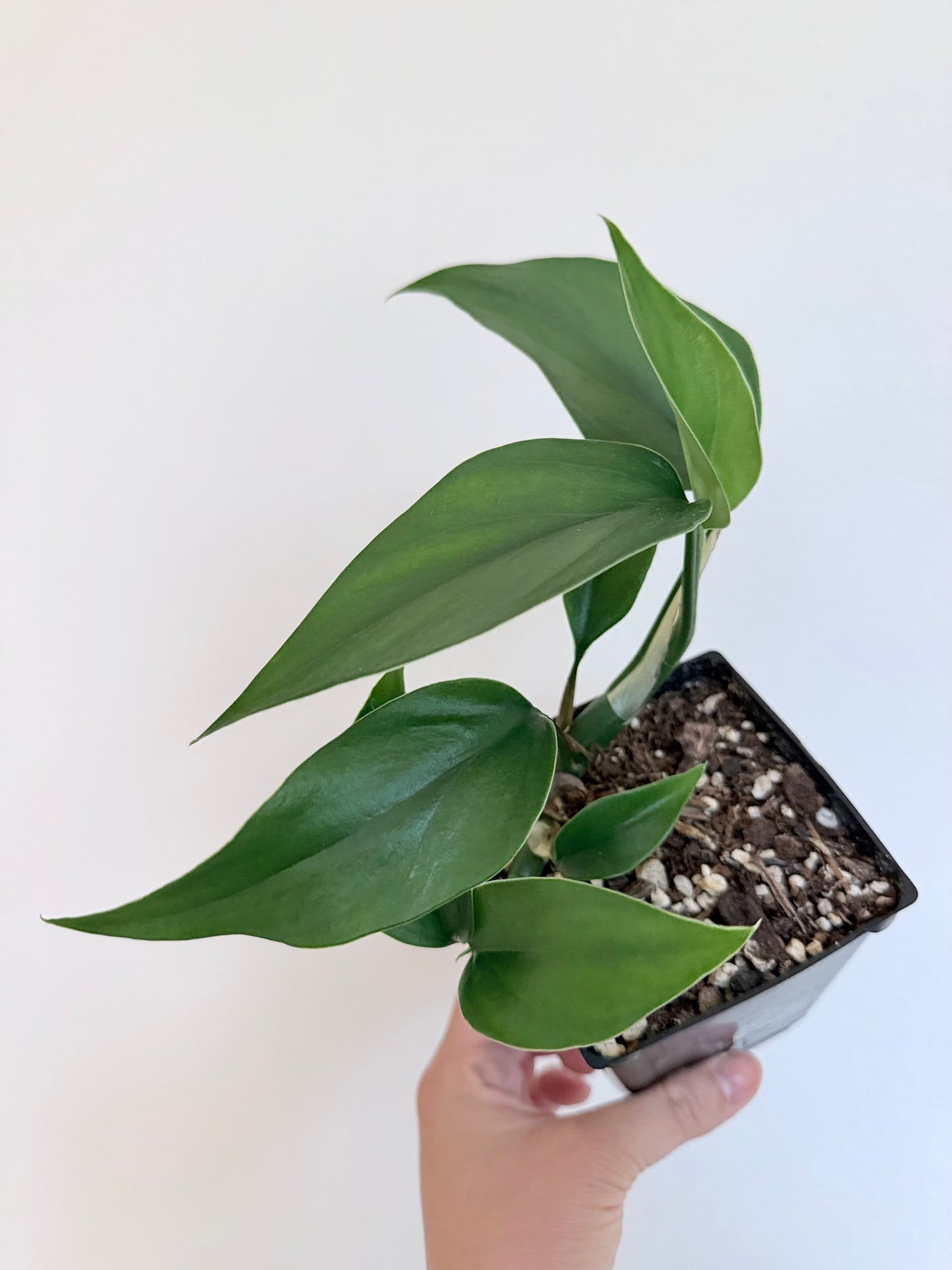 Rhaphidophora pertusa - 4" pot