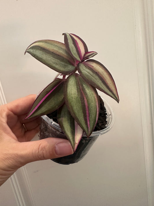 Tradescantia zebrina 'Quadricolor'