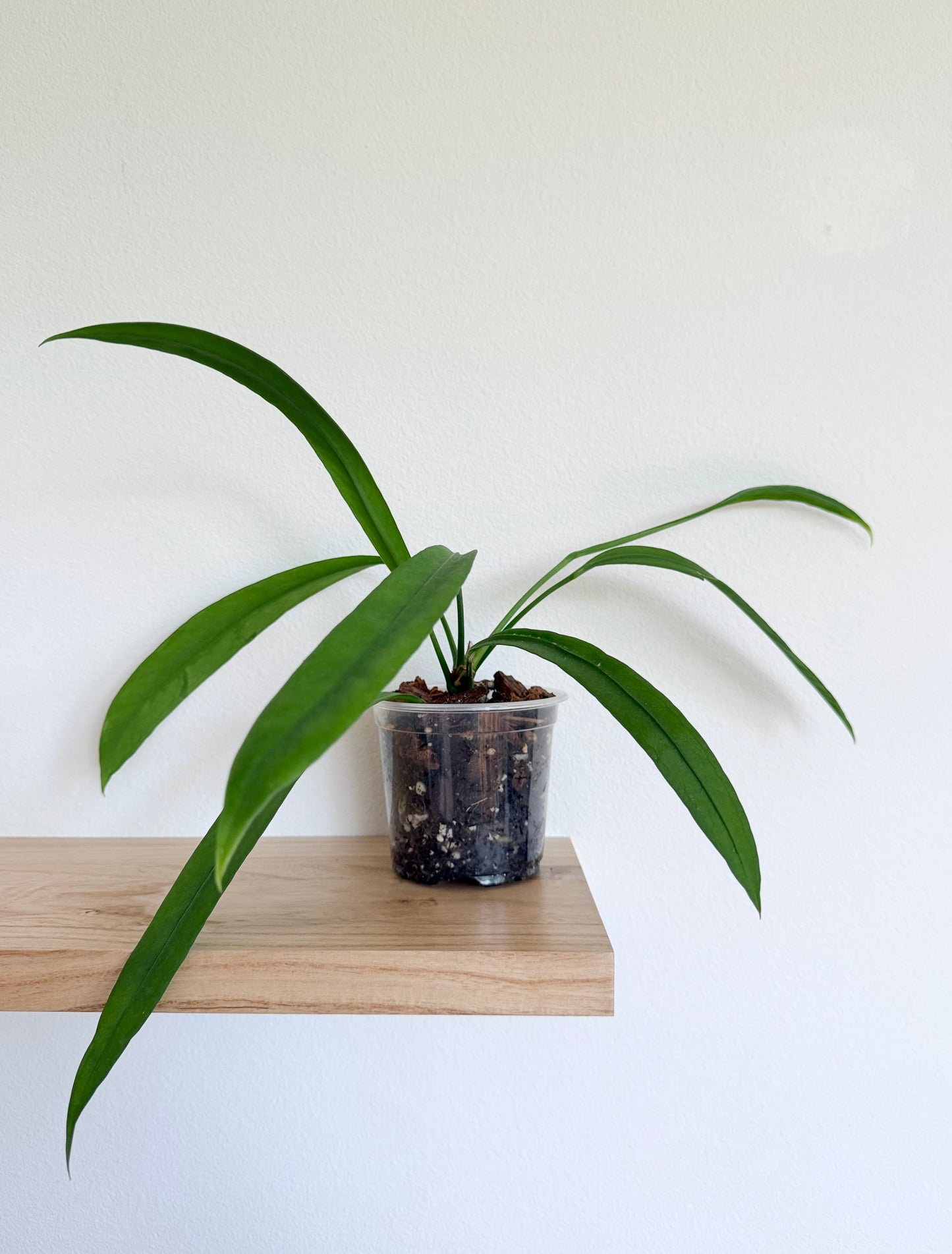 Anthurium vittarifolium - 4”